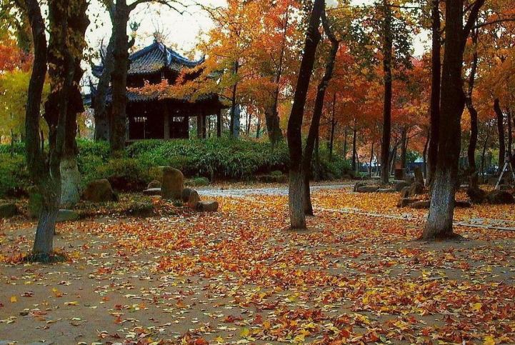 天平山赏枫1
