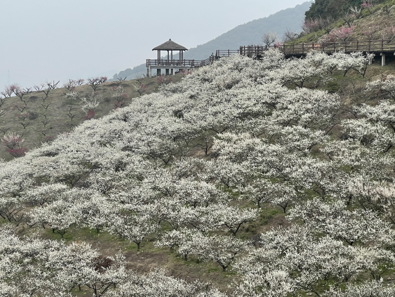 原乡小镇梅花节4