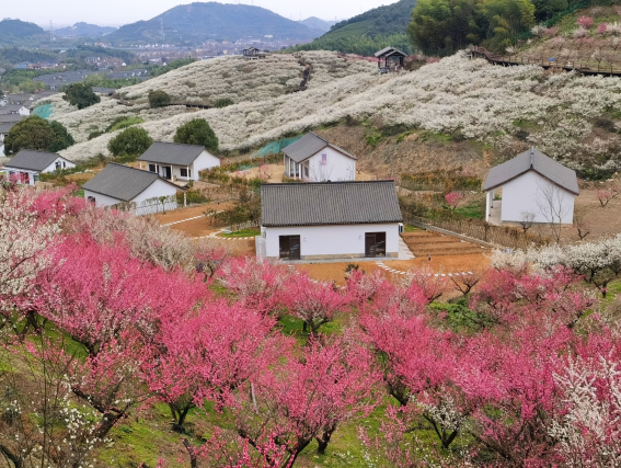 原乡小镇梅花节2