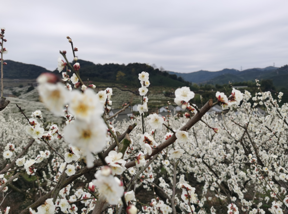 原乡小镇梅花节