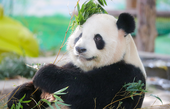 上海野生动物园熊猫