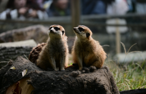 红山森林动物园1
