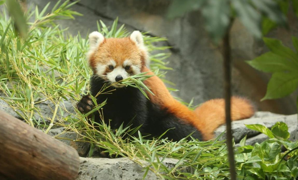 红山森林动物园3