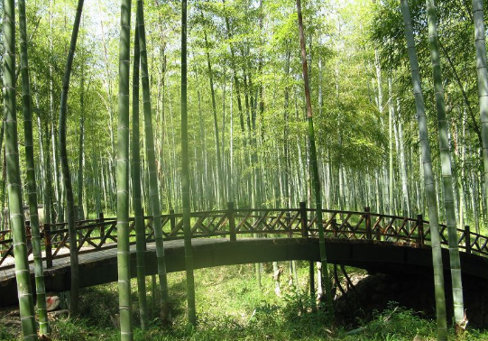 安吉大竹海