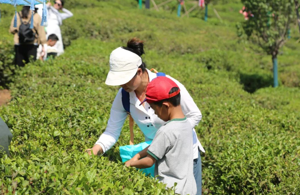 西山采茶体验1