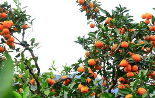 建德蜜桔采摘