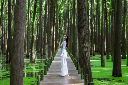 青山湖抹茶水上森林3