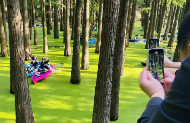 青山湖抹茶水上森林1