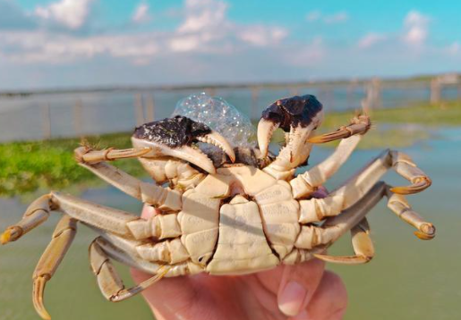 阳澄湖钓蟹